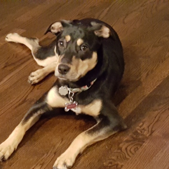 Meet your Posher, Sissy - Picture 3 of 7